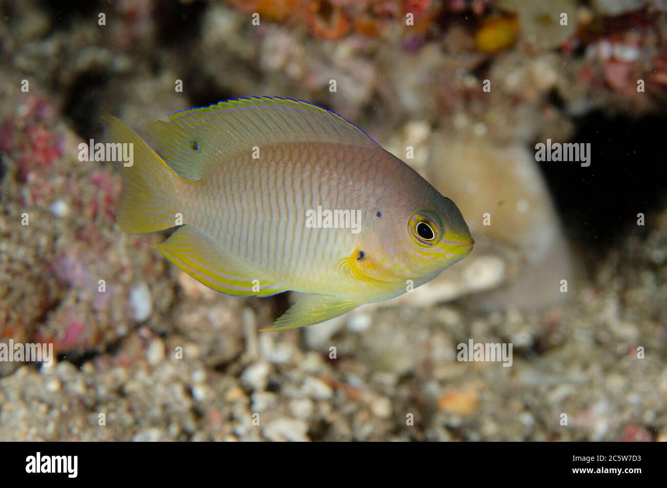 Ambon Damsel, Pomacentrus amboinensis, Sanggamau dive site, Bangka Island, north Sulawesi, Indonesia, Pacific Ocean Stock Photo