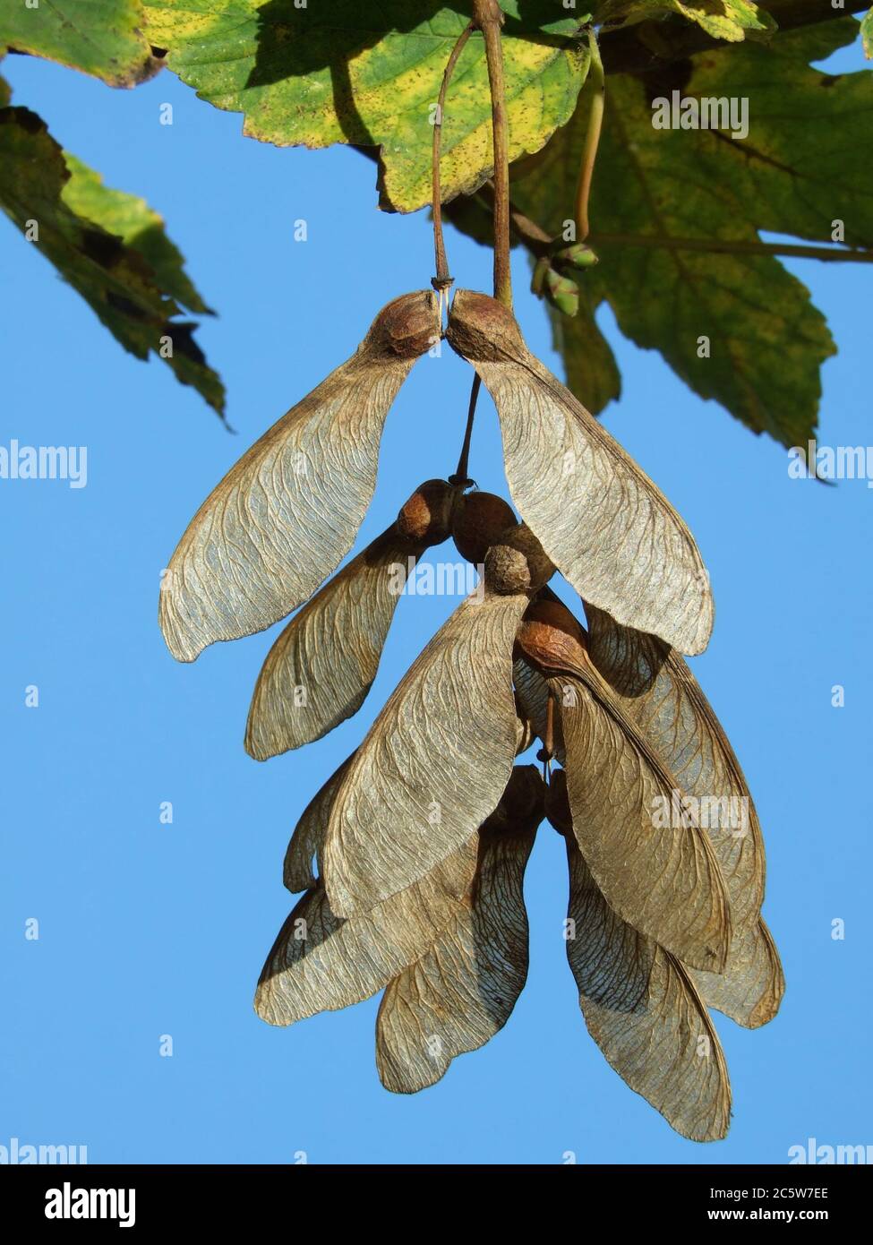 maple fruits bark wood tree deciduous foliage Stock Photo Alamy