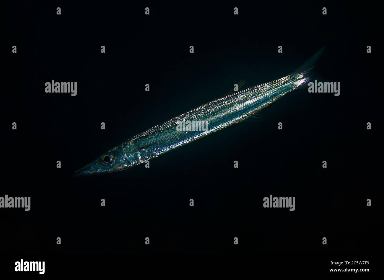 Brass Striped Barracuda, Sphyraena helleri, Muka Linggua dive site, Bangka Island, north Sulawesi, Indonesia, Pacific Ocean Stock Photo