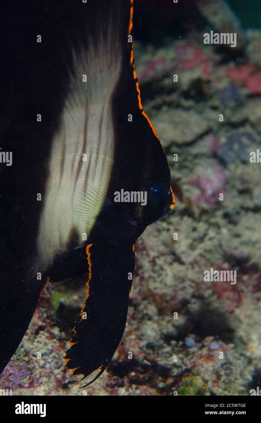 Juvenile Pinnate Spadefish, Platax pinnatus, Muka Linggua dive site, Bangka Island, north Sulawesi, Indonesia, Pacific Ocean Stock Photo