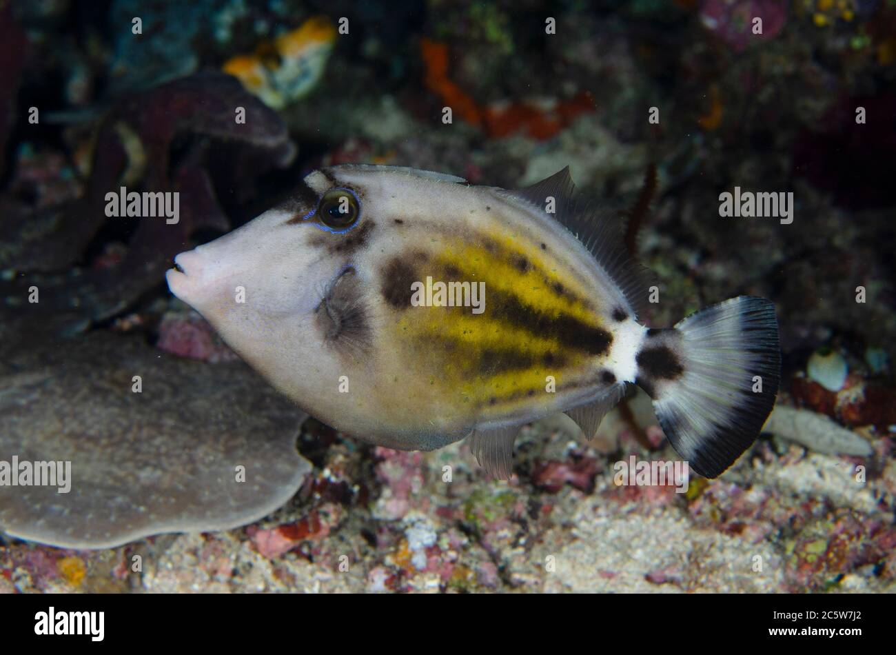 Spectacled Filefish, Cantherhines frontincinctus, night dive, Murex House Reef dive site, Bangka Island, north Sulawesi, Indonesia, Pacific Ocean Stock Photo