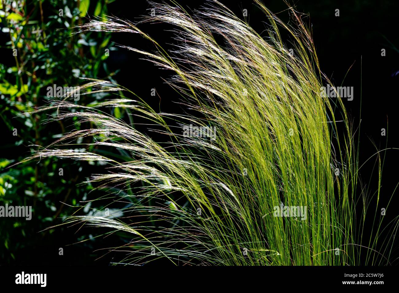 Stipa tenuissima,Nassella tenuissima Pony Tails,Mexican feather grass,Texas needle grass,Stipa tenuissima Pony Tails,Nassella tenuissima,Poaceae Stock Photo
