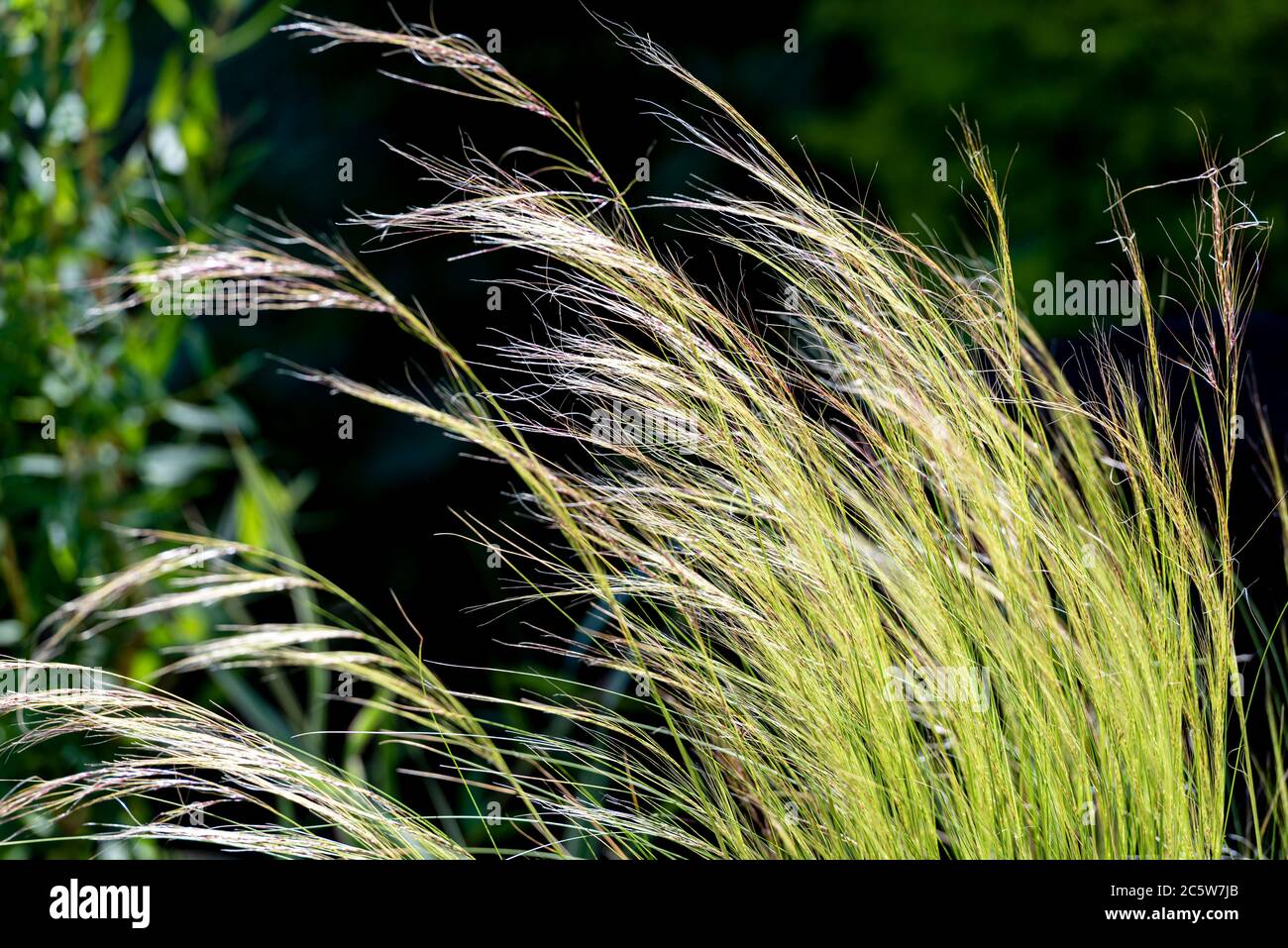 Stipa tenuissima,Nassella tenuissima Pony Tails,Mexican feather grass,Texas needle grass,Stipa tenuissima Pony Tails,Nassella tenuissima,Poaceae Stock Photo