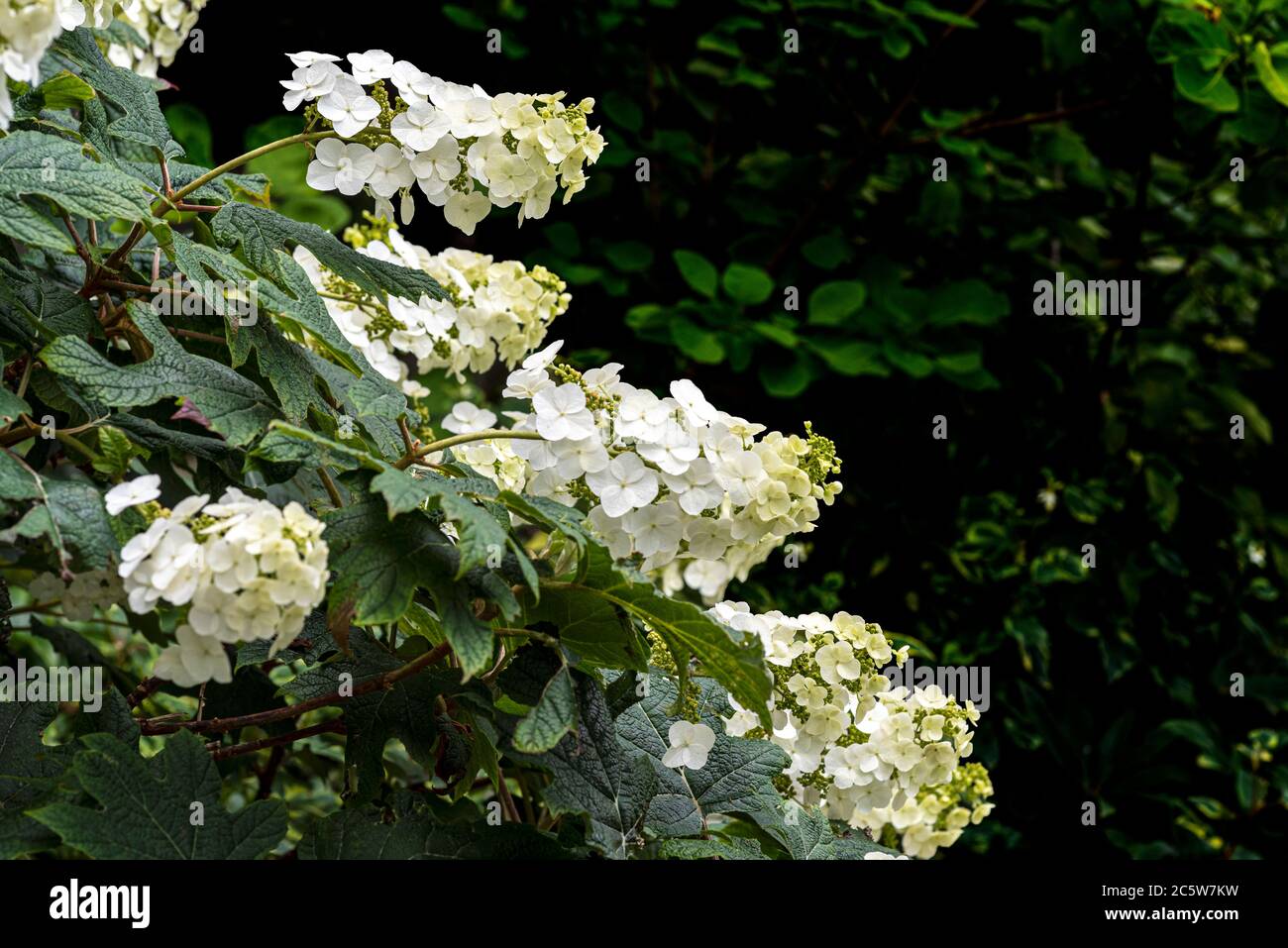 Hydrangea Quercifolia Snow Queen, Hydrangeaceae. Stock Photo