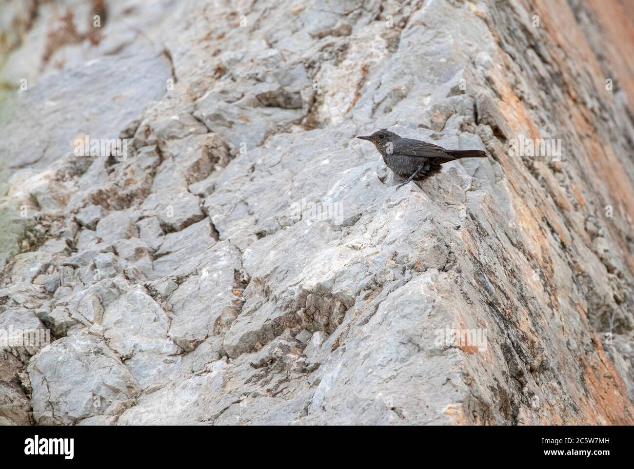 First-winter male Blue Rock Thrush (Monticola solitarius) during autumn ...