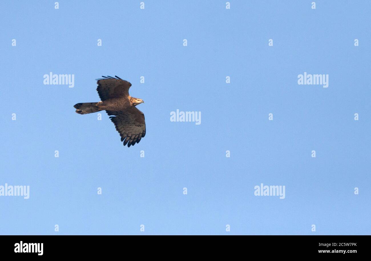 Crested Honey Buzzard (Pernis ptilorhynchus) migrating over Happy Island on the east coast of China. Probably a second-year female. Stock Photo