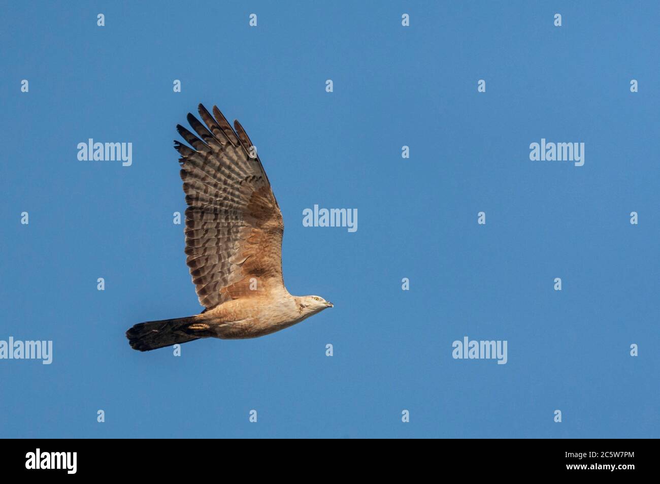Crested Honey Buzzard (Pernis ptilorhynchus) migrating over Happy Island on the east coast of China. Stock Photo