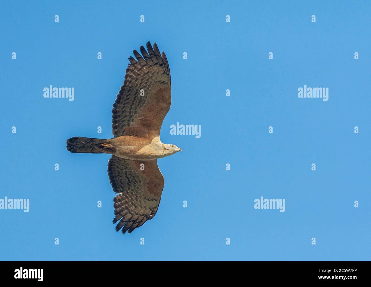 Crested Honey Buzzard (Pernis ptilorhynchus) migrating over Happy Island on the east coast of China. Stock Photo