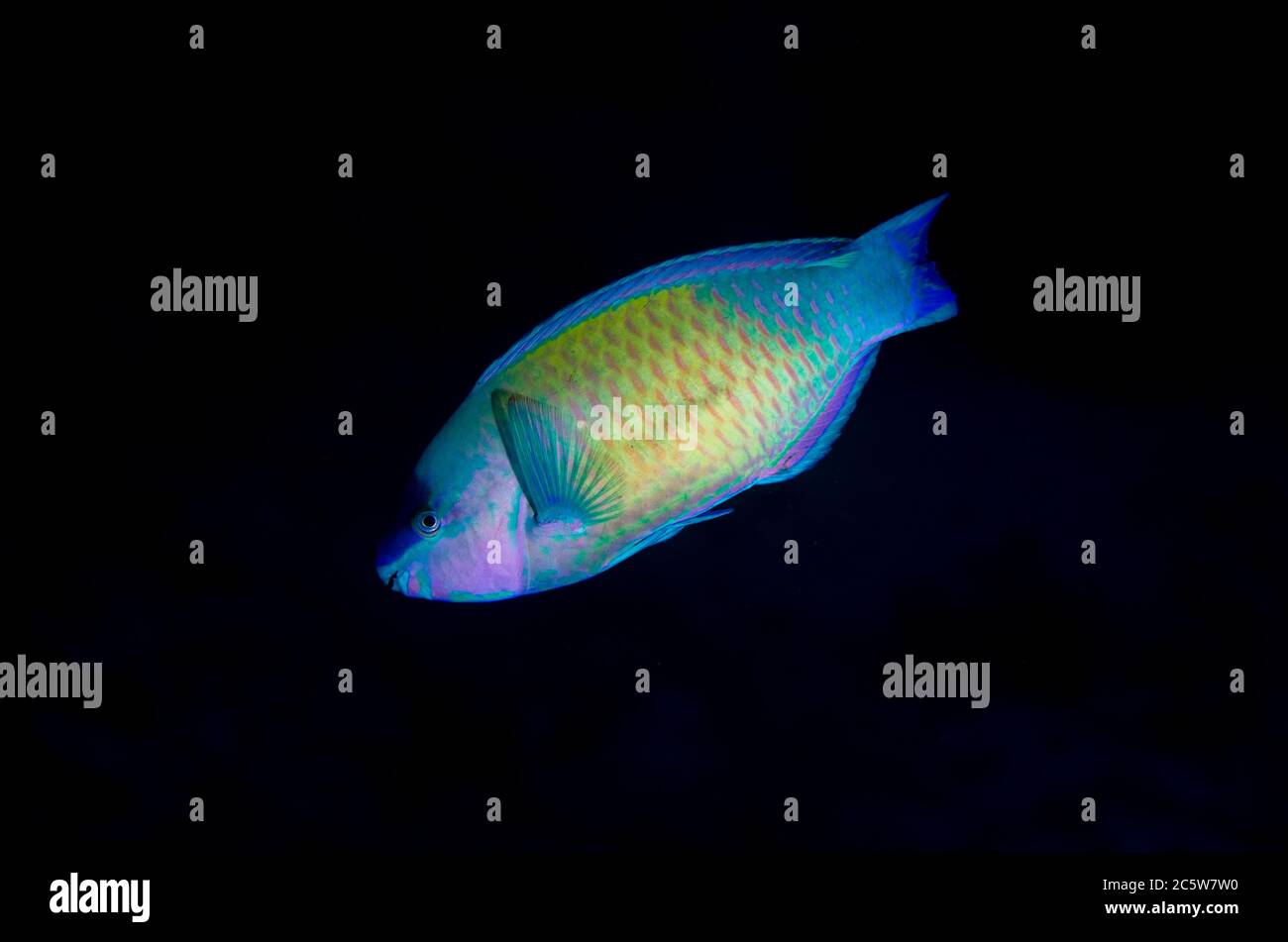 Palenose Parrotfish, Scarus psittacus, night dive, Murex House Reef dive site, Bangka Island, north Sulawesi, Indonesia, Pacific Ocean Stock Photo