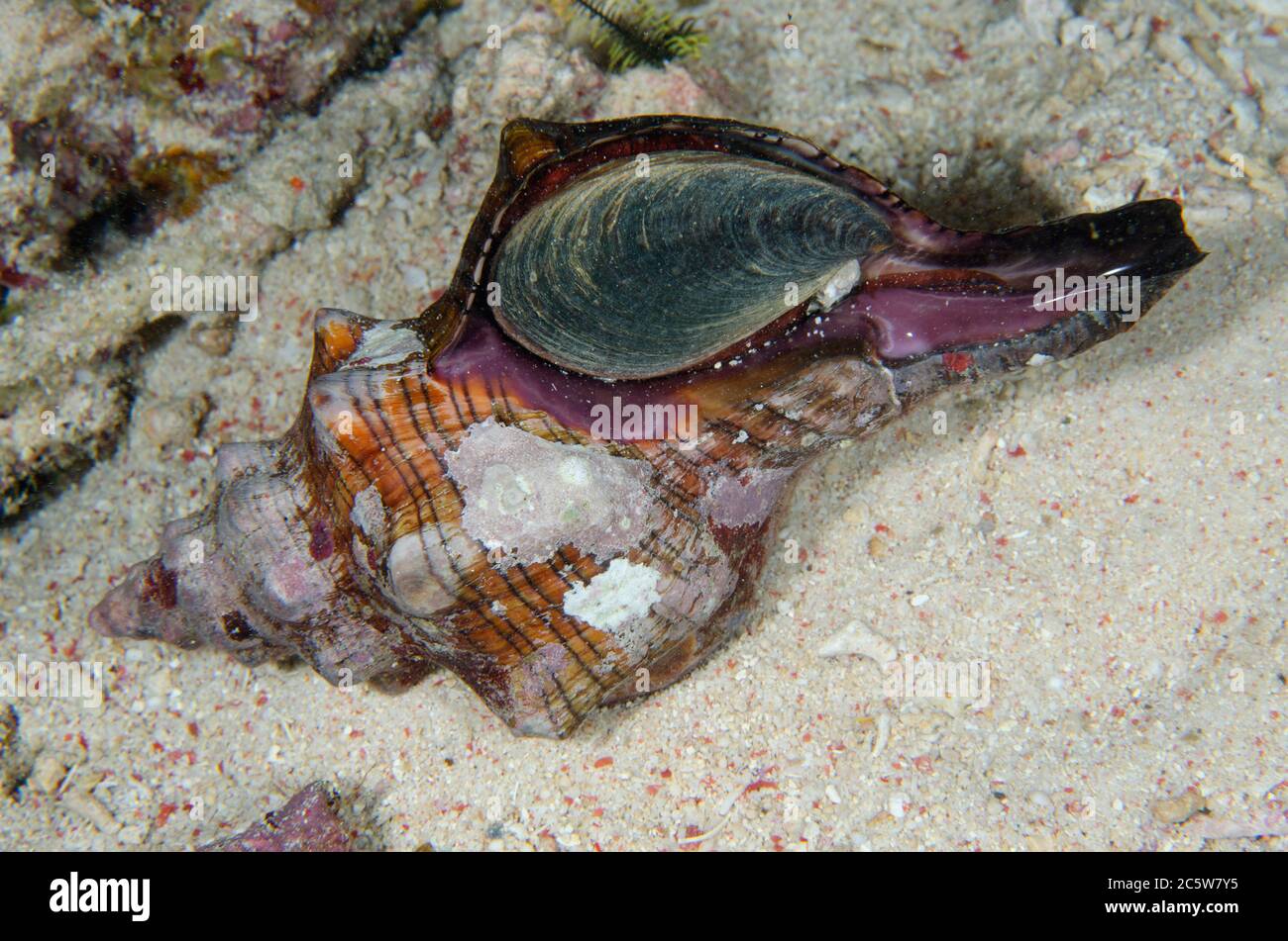 Operculum of Trapezium Horse Conch, Pleuroplaca trapezium, night dive, Murex House Reef dive site, Bangka Island, north Sulawesi, Indonesia, Pacific O Stock Photo