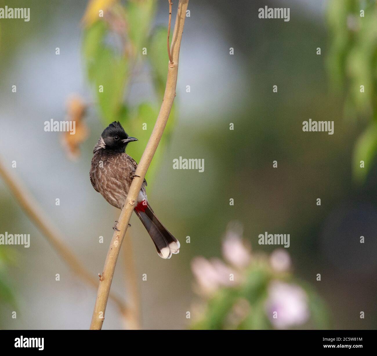 Adult Red-vented Bulbul (Pycnonotus cafer) perched on a vertical branch. Stock Photo