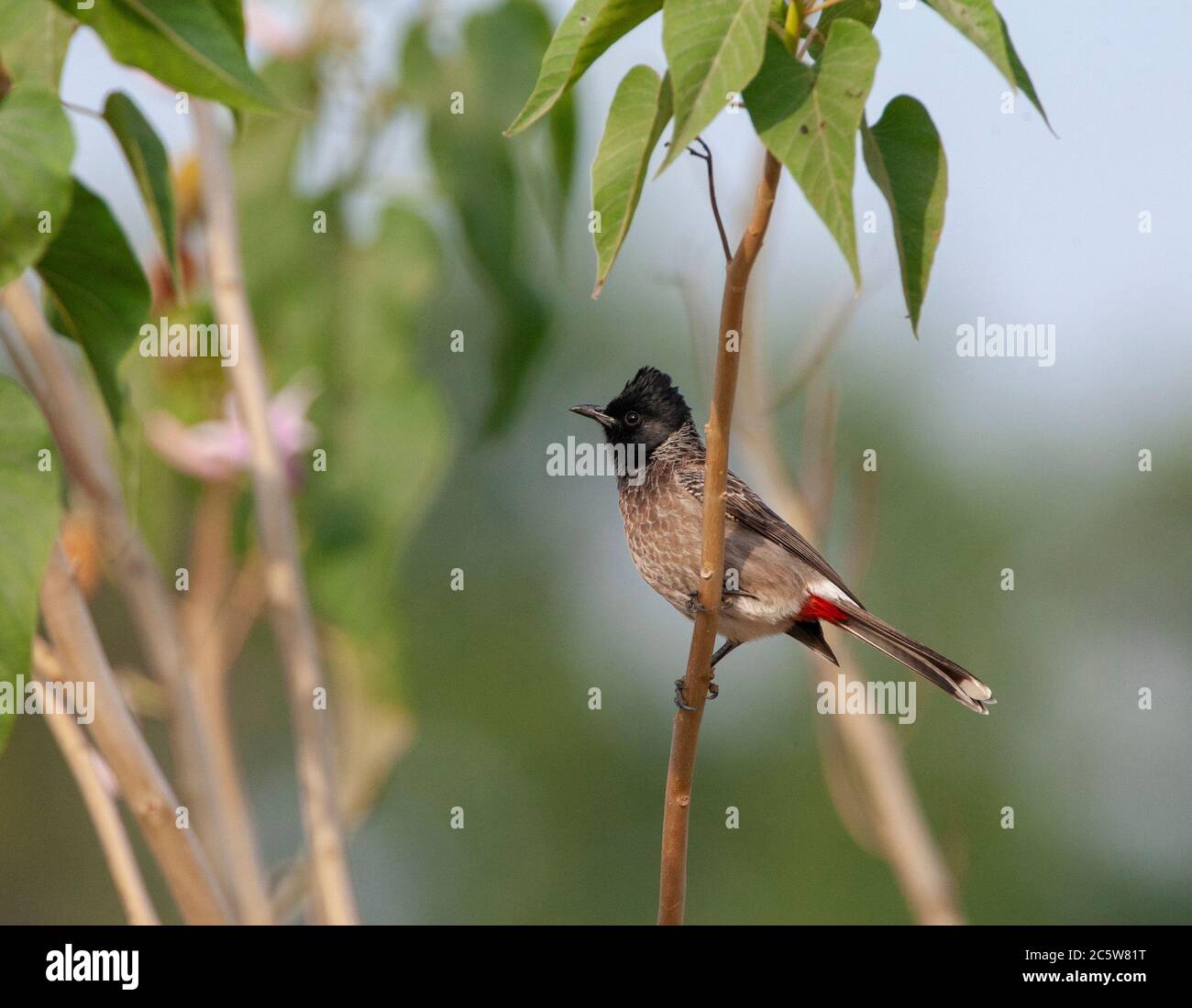 Adult Red-vented Bulbul (Pycnonotus cafer) perched in a small bush. Stock Photo