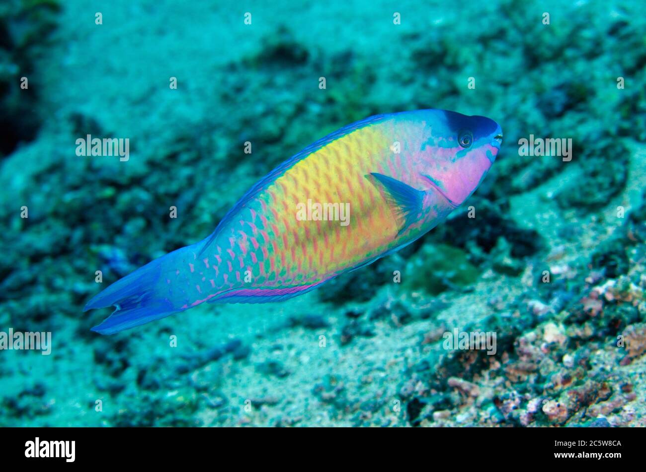 Male Palenose Parrotfish, Scarus psittacus, Murex House Reef dive site, Bangka Island, north Sulawesi, Indonesia, Pacific Ocean Stock Photo