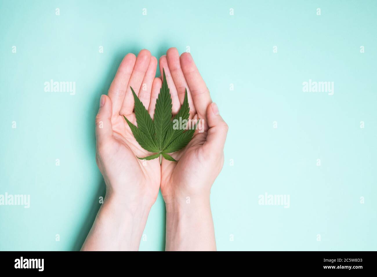 Hands holding single marijuana leaf Isolated on blue background Stock Photo