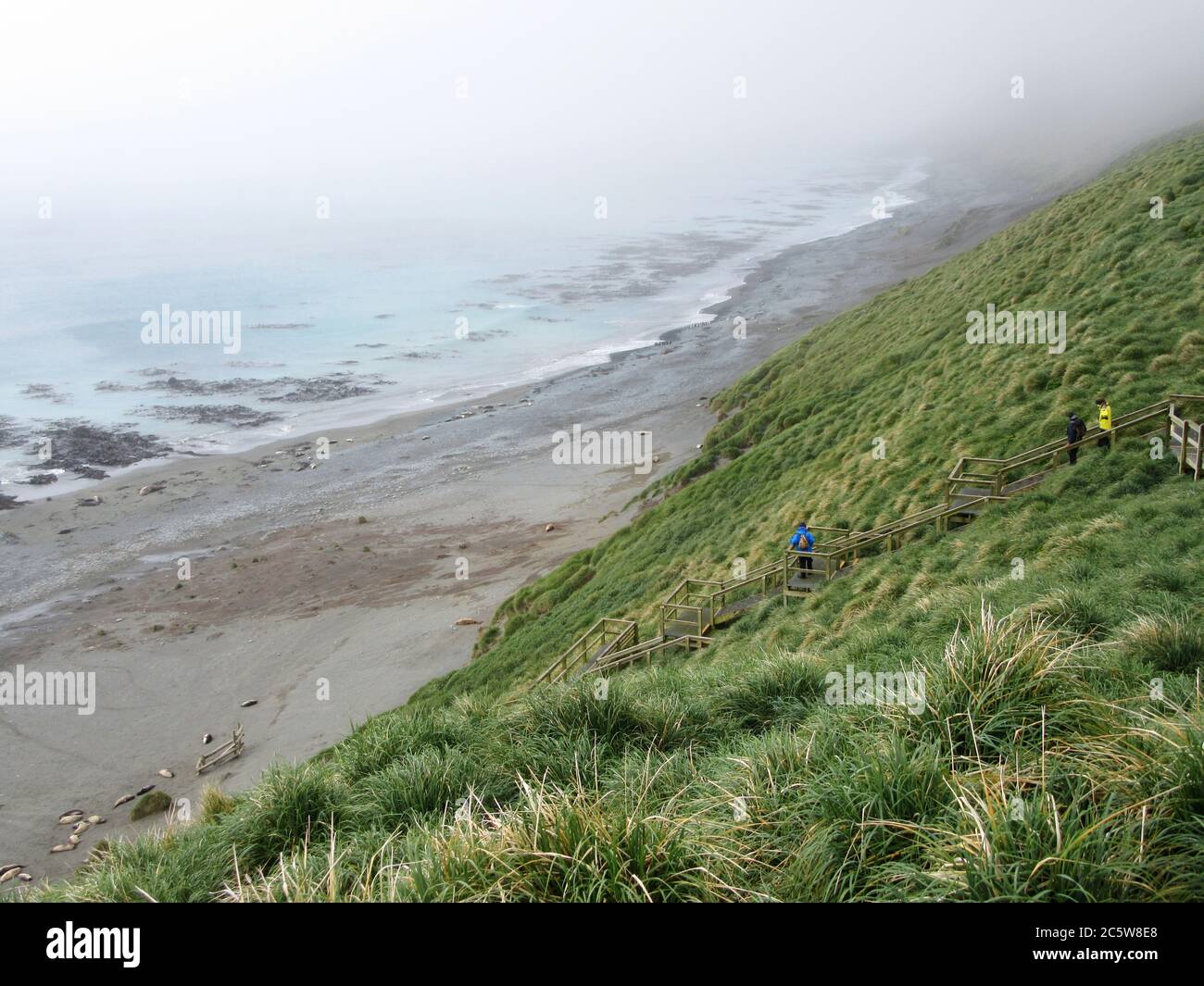 Tussock grass covered slopes on Macquarie island, an island in the ...