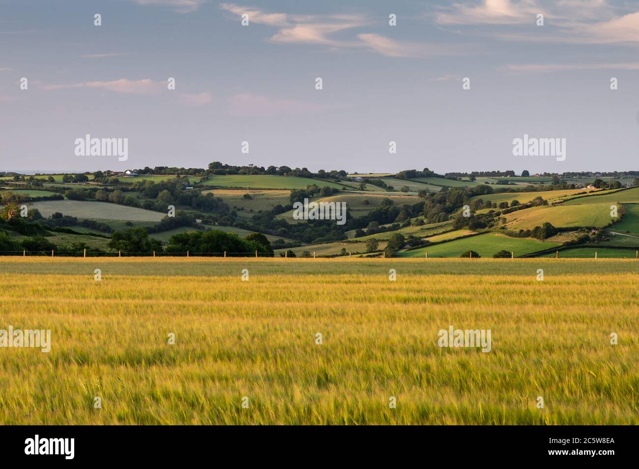 Evening sun shines on fields of cereal crops and livestock pastures on the rolling Cotswold Hills near Bath on the border of Somerset and Gloucestersh Stock Photo