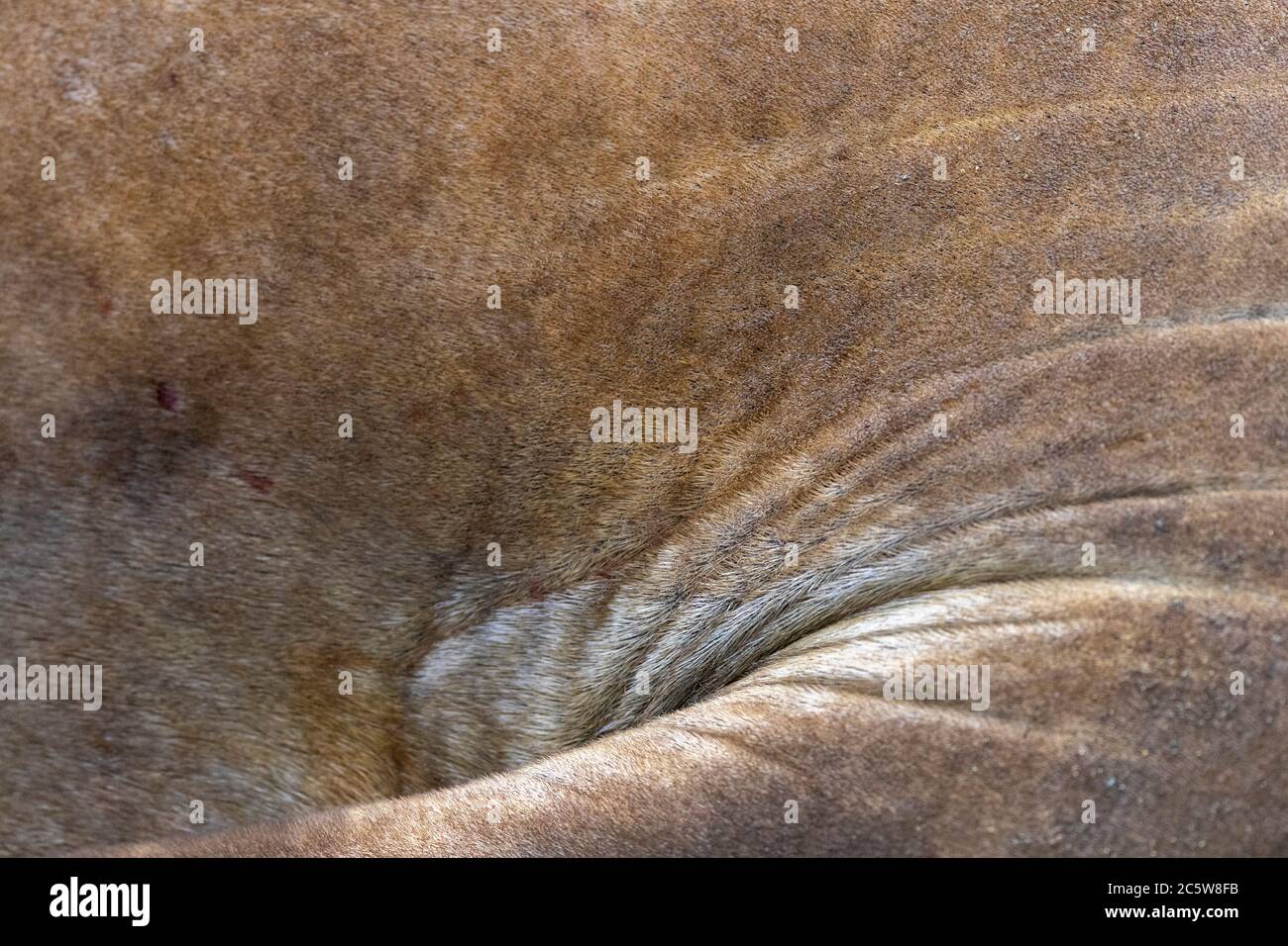 Skin of huge bull Southern Elephant Seal (Mirounga leonina) on Macquarie Island, Australia. Stock Photo
