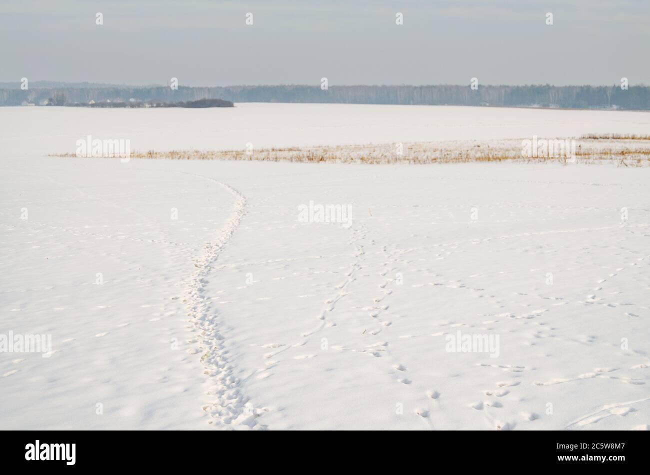Rabbit tracks in the snow, in a clearing during the winter Stock Photo ...