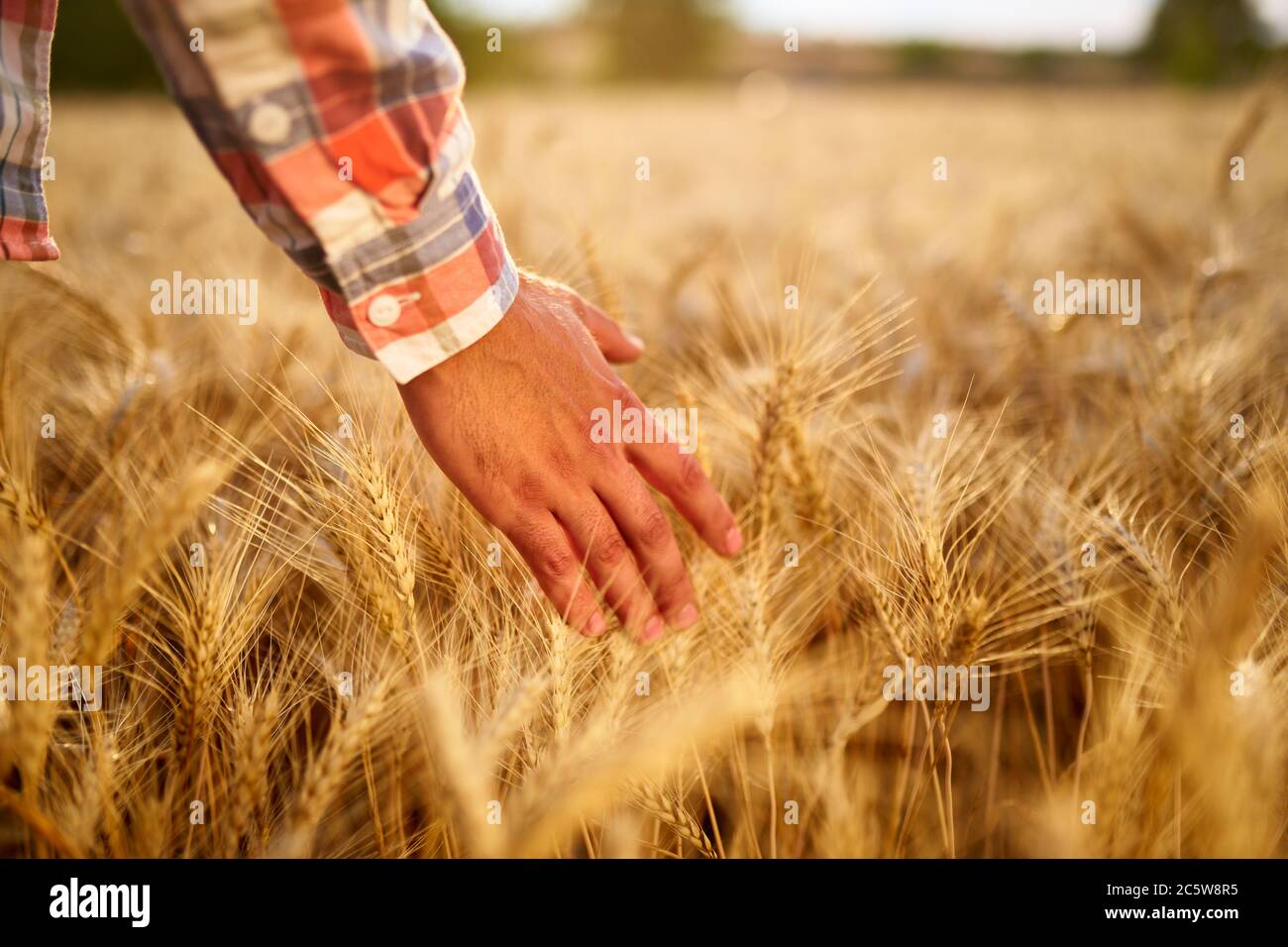 Farmer touching ripe wheat ears with hand walking in a cereal golden ...