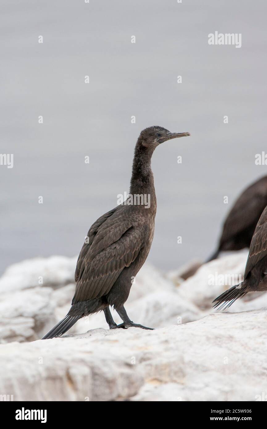 Immature Bank Cormorant (Phalacrocorax neglectus), also known as Wahlberg's Cormorant, at the coast at Lambert's Bay, South Africa. Stock Photo