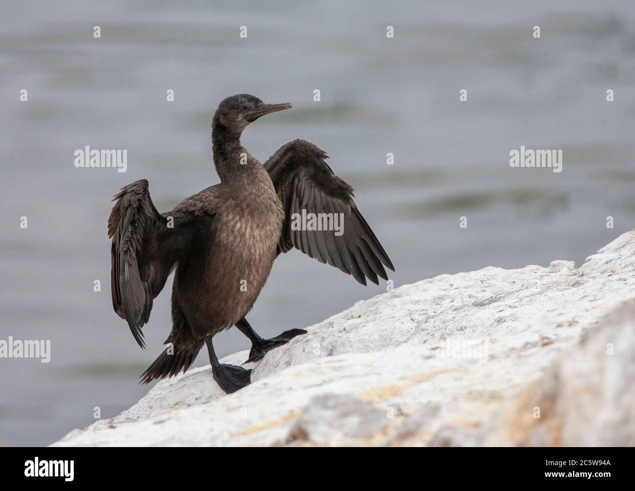Immature Bank Cormorant (Phalacrocorax neglectus), also known as Wahlberg's Cormorant, drying its wings at Lambert's Bay, South Africa. Stock Photo