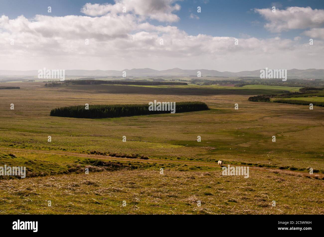 Sheep graze on moorland below the Moorfoot Hills in Midlothian, Scotland. Stock Photo