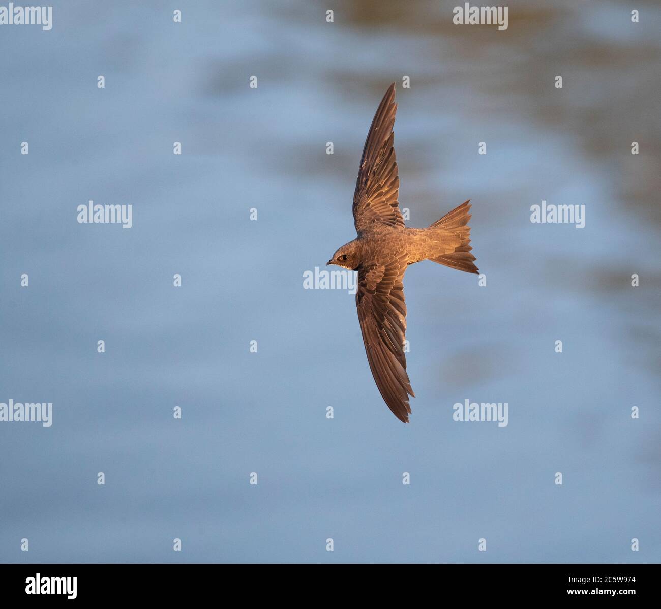 Adult Alpine Swift (Apus melba) in flight in Spain with river as background. Stock Photo