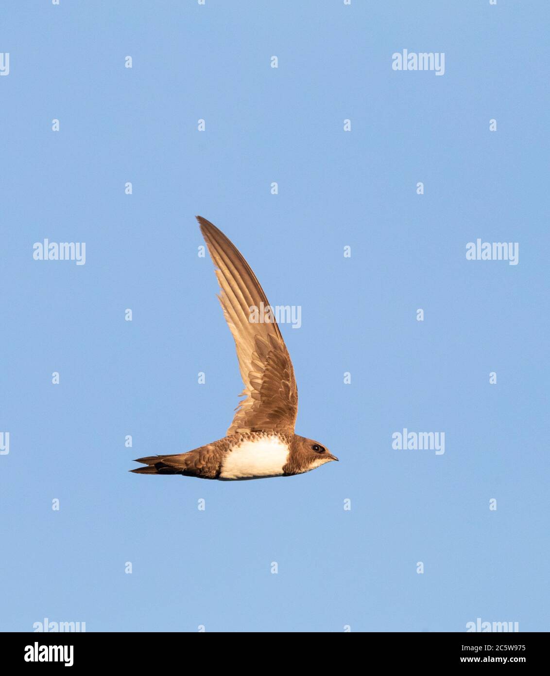 Alpine Swift (Apus melba) in flight in Spain. Seen from the side, showing under wing. Stock Photo