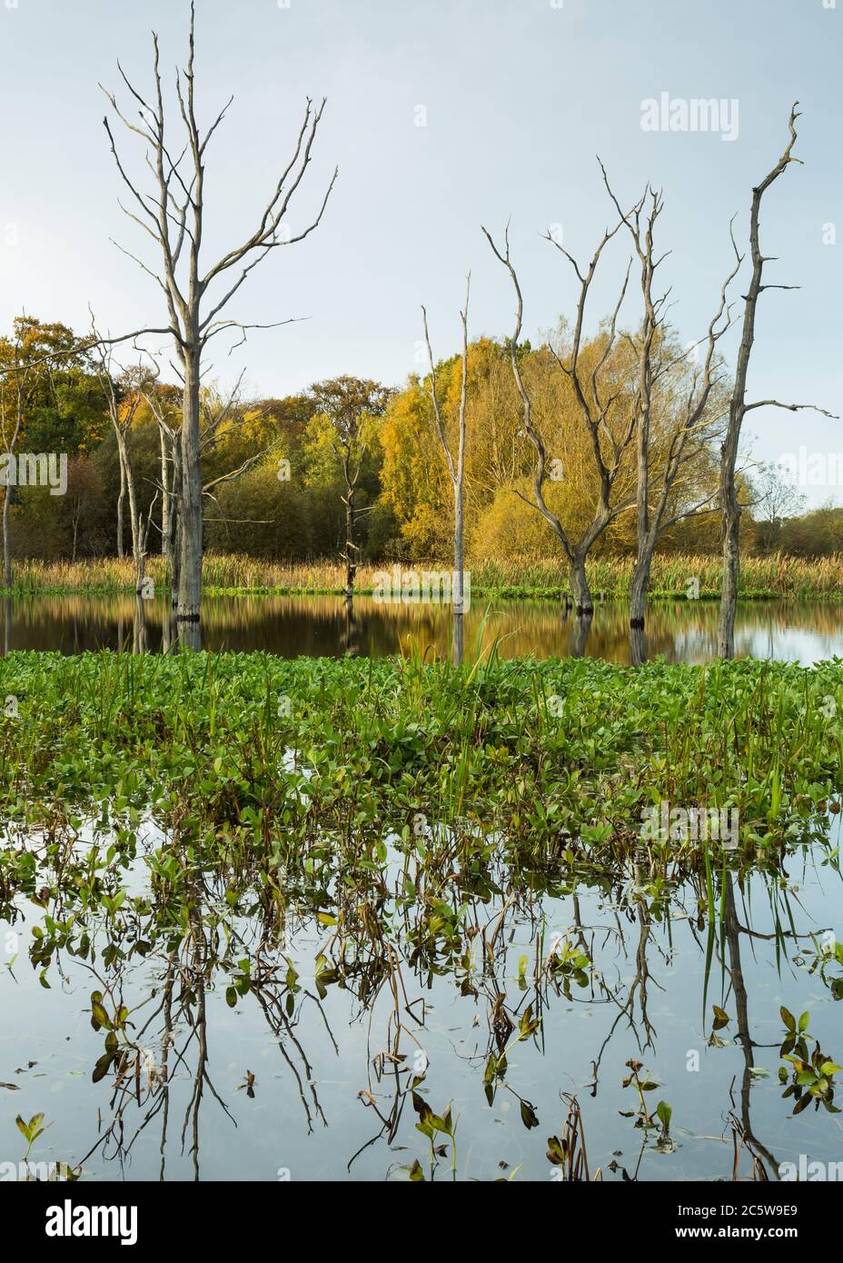 Dead Trees and reflections on Arcot Pond, Cramlington, Northumberland ...