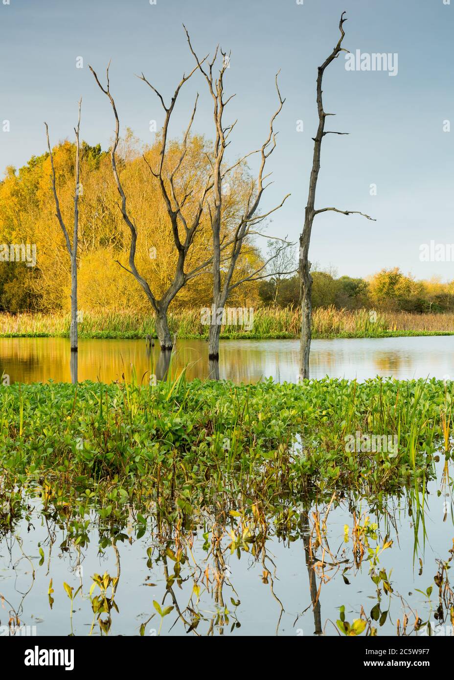 Dead Trees and reflections on Arcot Pond, Cramlington, Northumberland ...