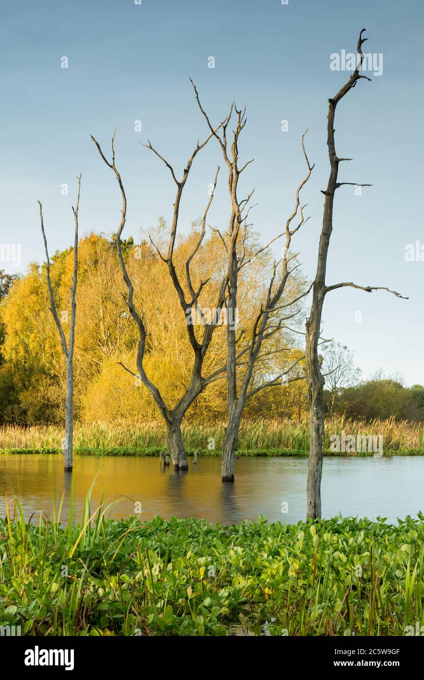 Dead Trees and reflections on Arcot Pond, Cramlington, Northumberland ...