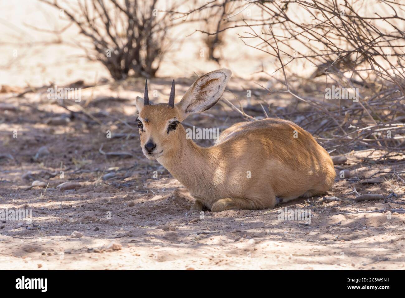 Small male steenbok,  Raphicerus campestris, resting in shade under a tree, Kgalagadi Transfrontier Park, Northern Cape, South Africa. Can exist witho Stock Photo