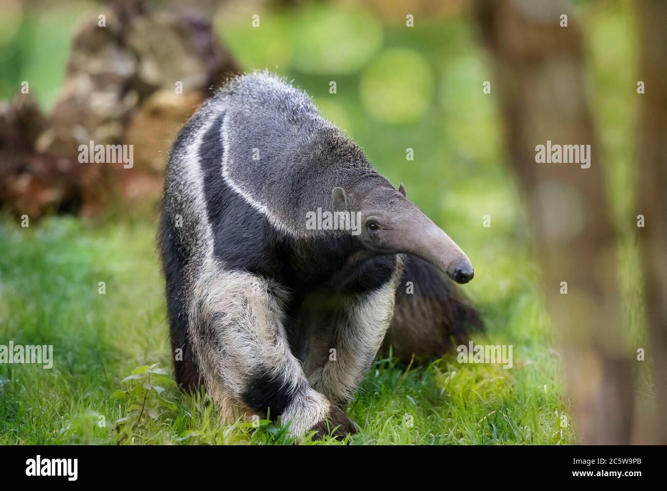Close,  front view of a Giant Anteater animal (Myrmecophaga tridactyla) isolated at a UK wildlife park walking towards the camera. Stock Photo