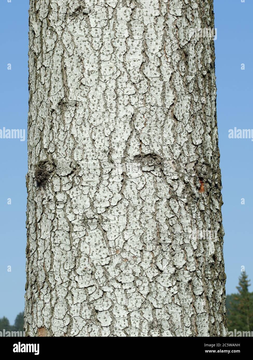 white fir tree needle conifer evergreen collage Stock Photo Alamy