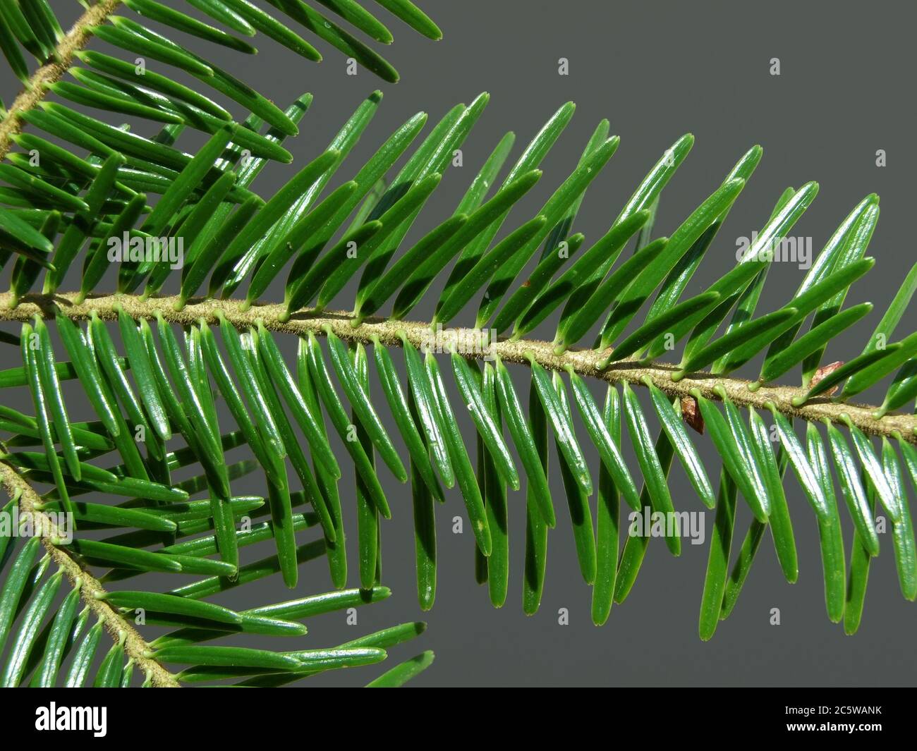 white fir tree needle conifer evergreen collage Stock Photo Alamy