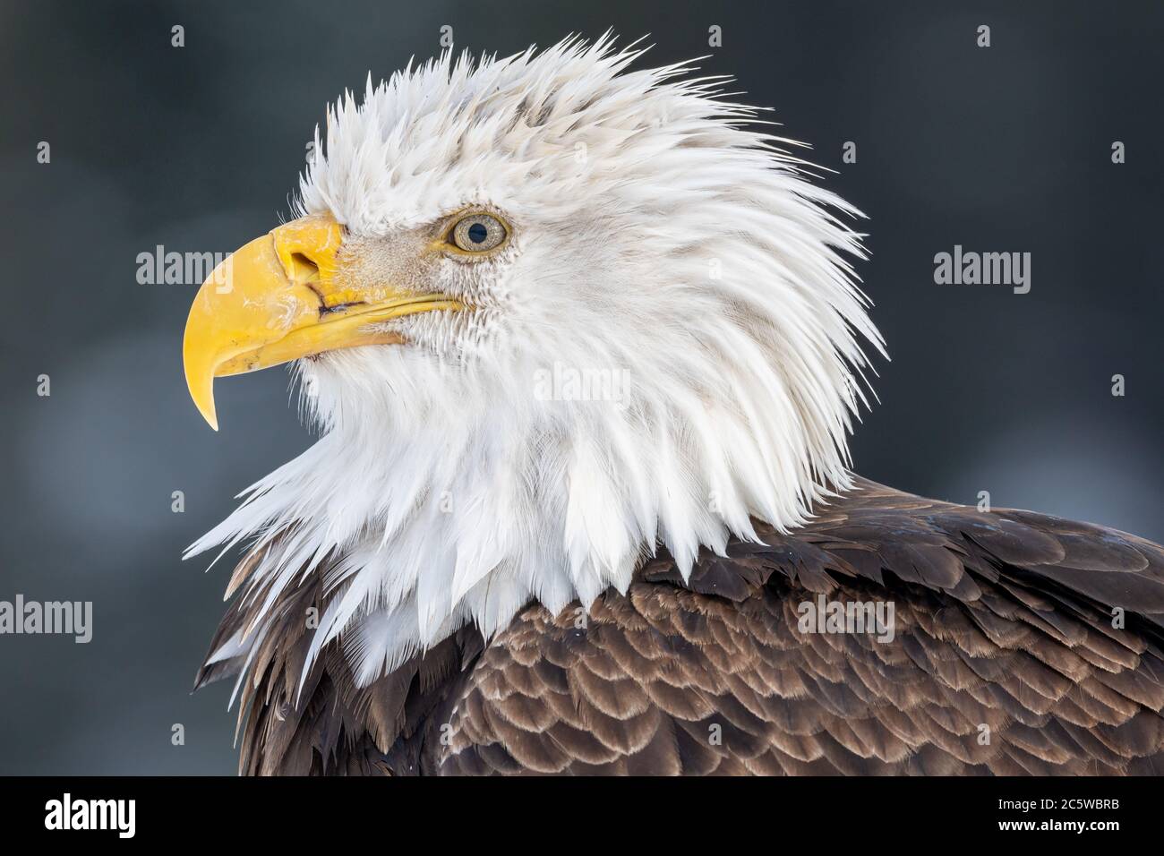 Bald eagle (Haliaeetus leucocephalus) in Homer, Alaska Stock Photo - Alamy