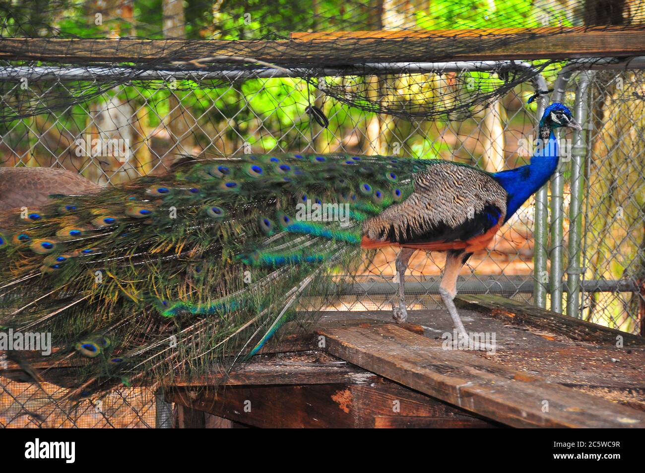 A proud and beautiful peacock strolls around the farm pen displaying its plumage. Stock Photo