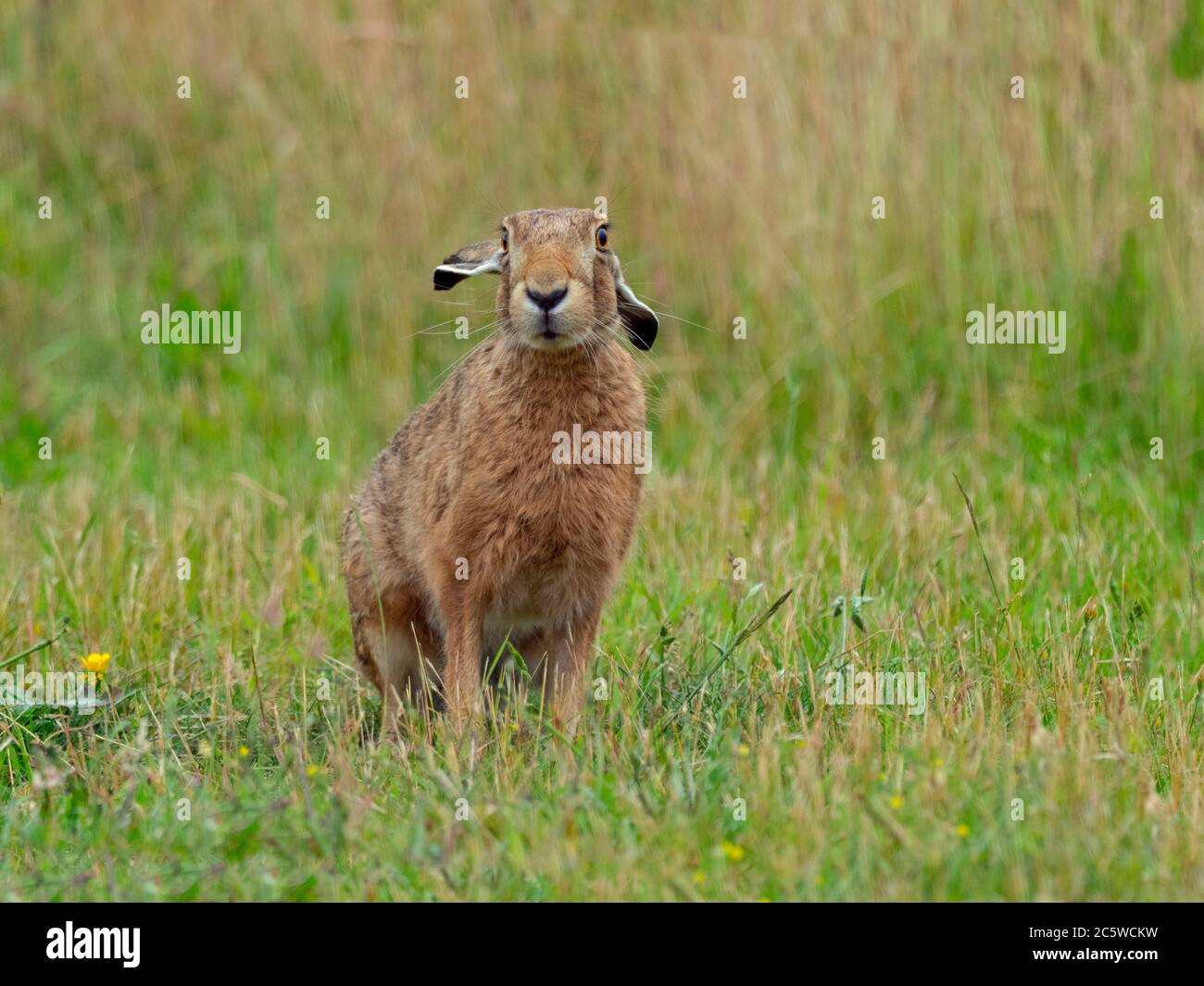 Brown Hare Lepus europaeus eating grass in grazing meadow Stock Photo