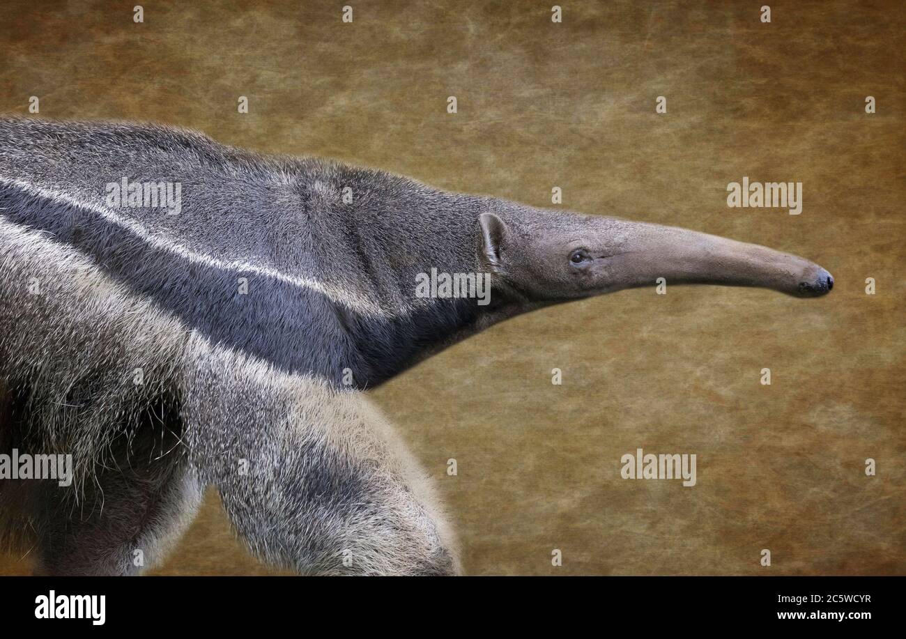 Anteater video online funny
