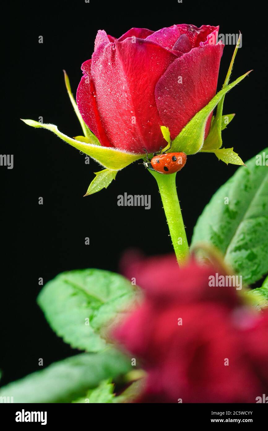 Ladybird on a beautiful red rose, on a cronome background, with drops of dew on a flower. Stock Photo