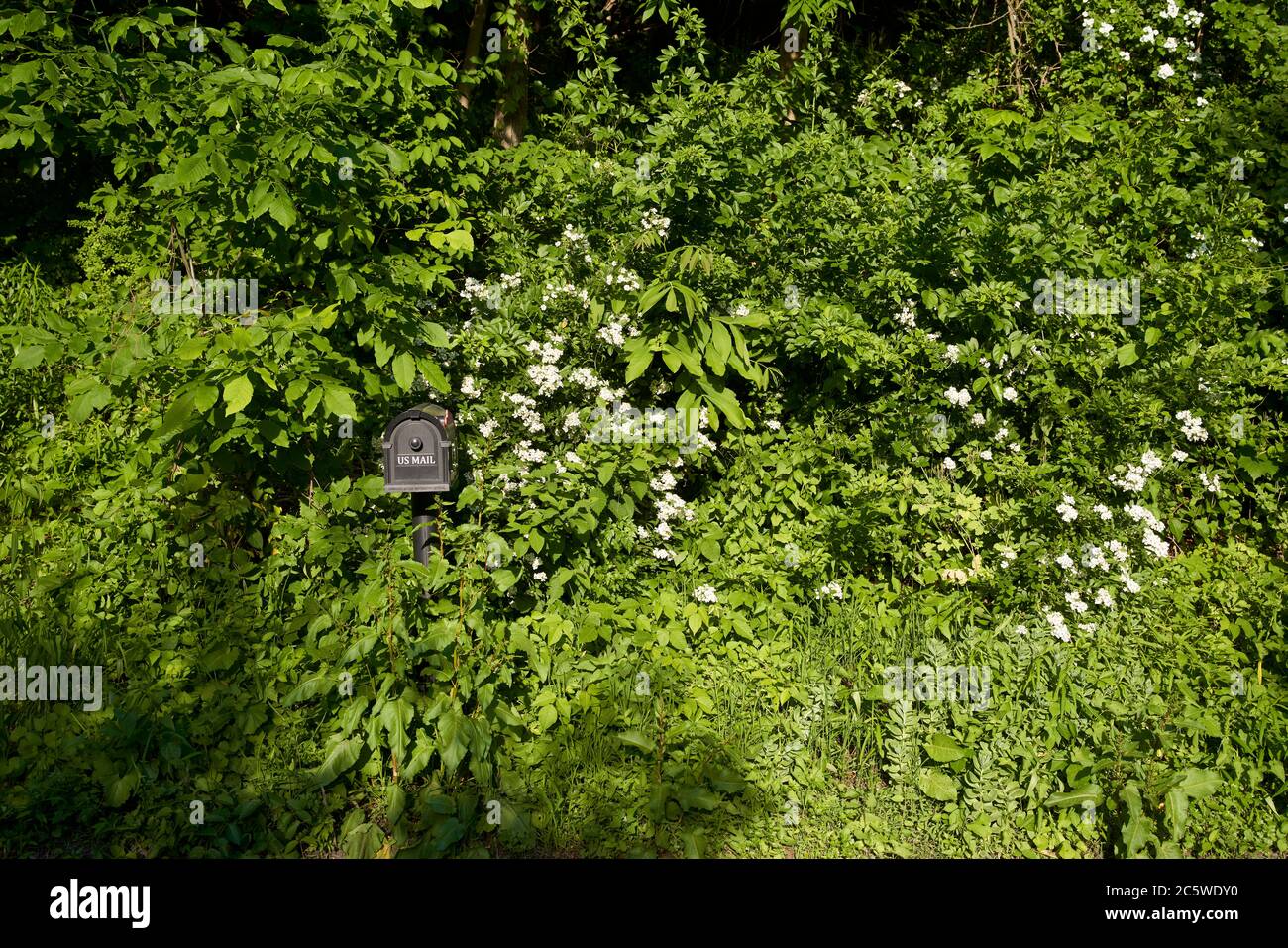 Overgrowing Plants High Resolution Stock Photography and Images - Alamy