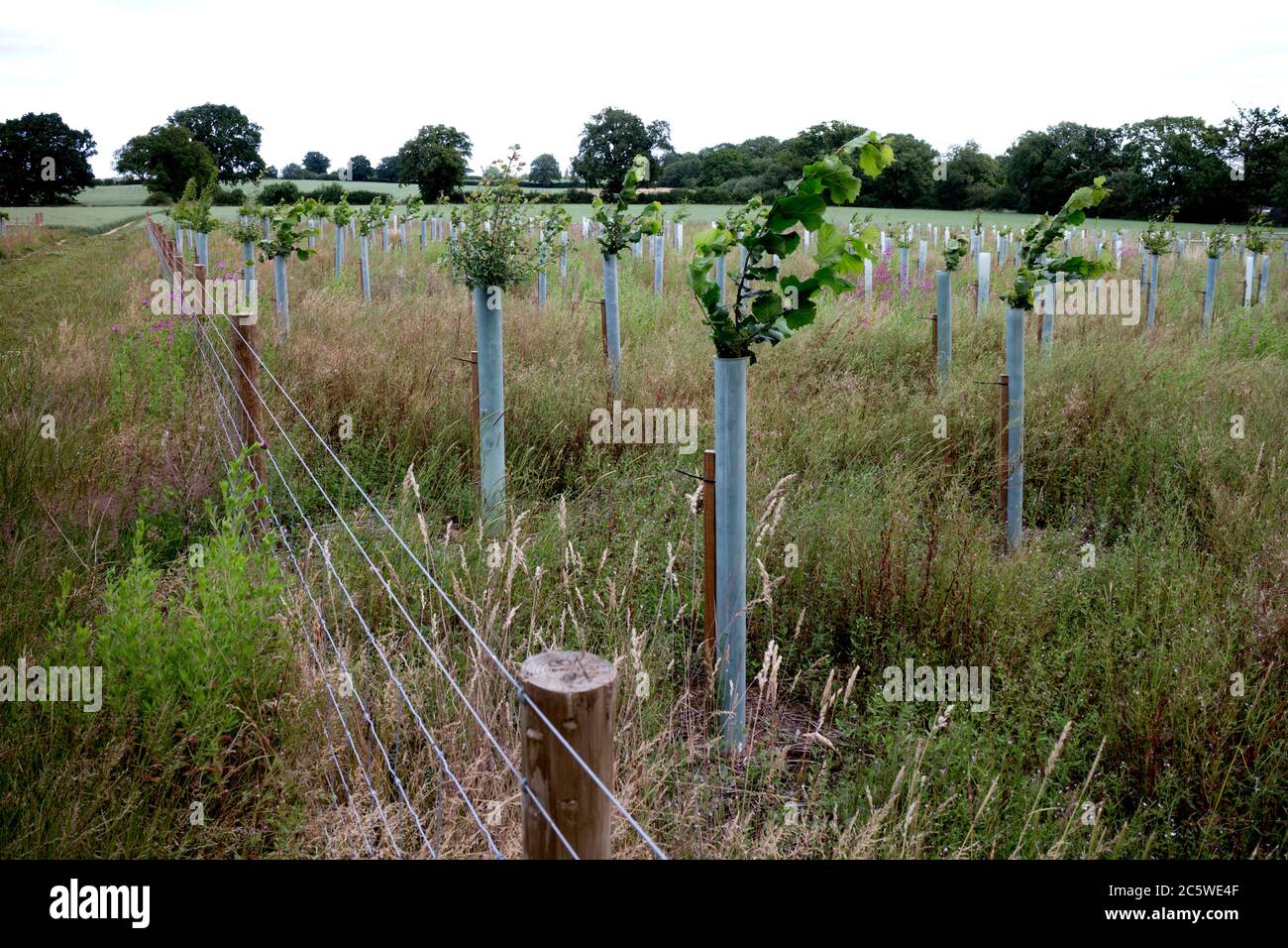 Young trees with plastic tubes for protection, Warwickshire, UK Stock Photo