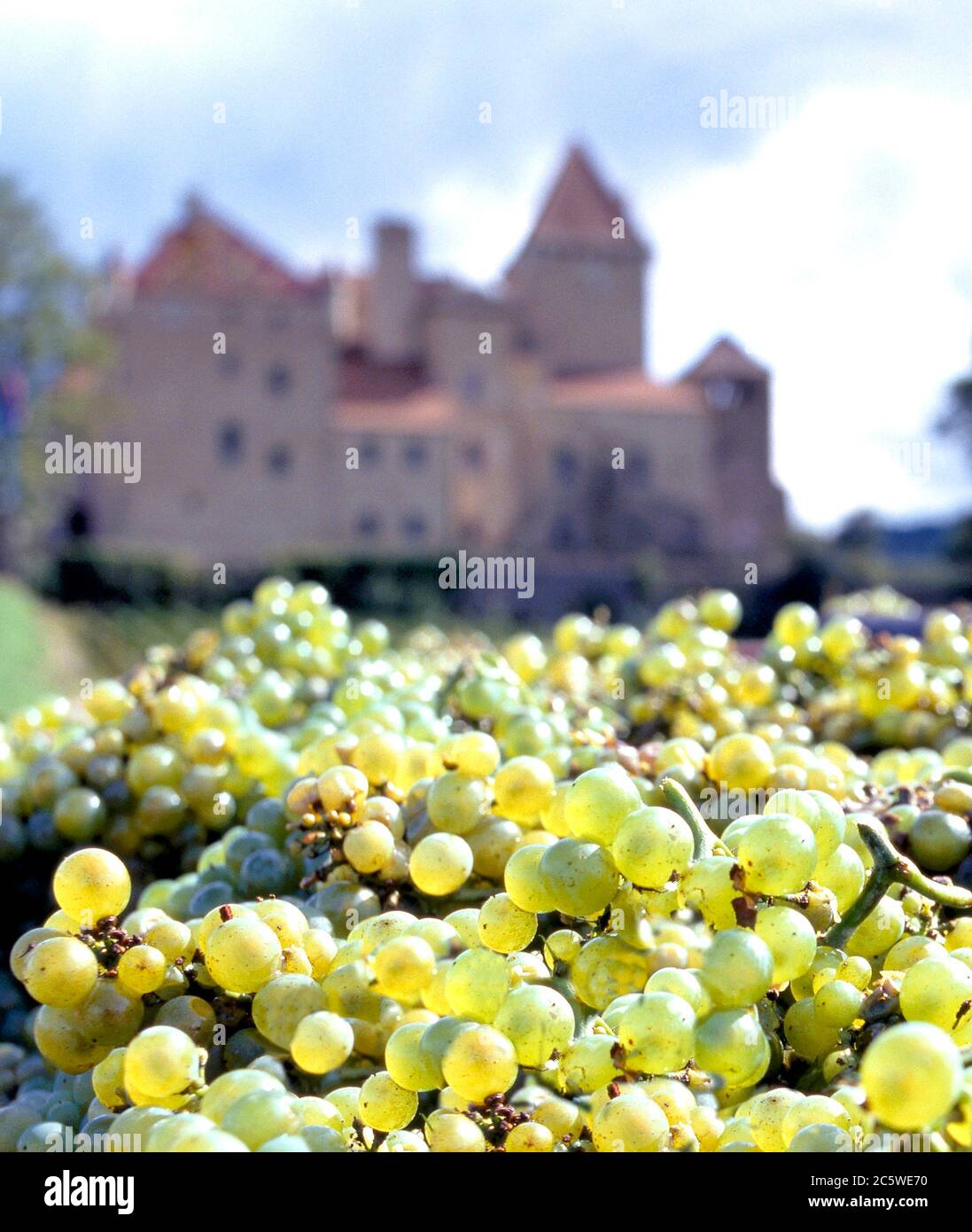 Fresh picked grapes near the vineyard of Castle de Mille , Burgundy, France. Selective focuse at the grapes Stock Photo