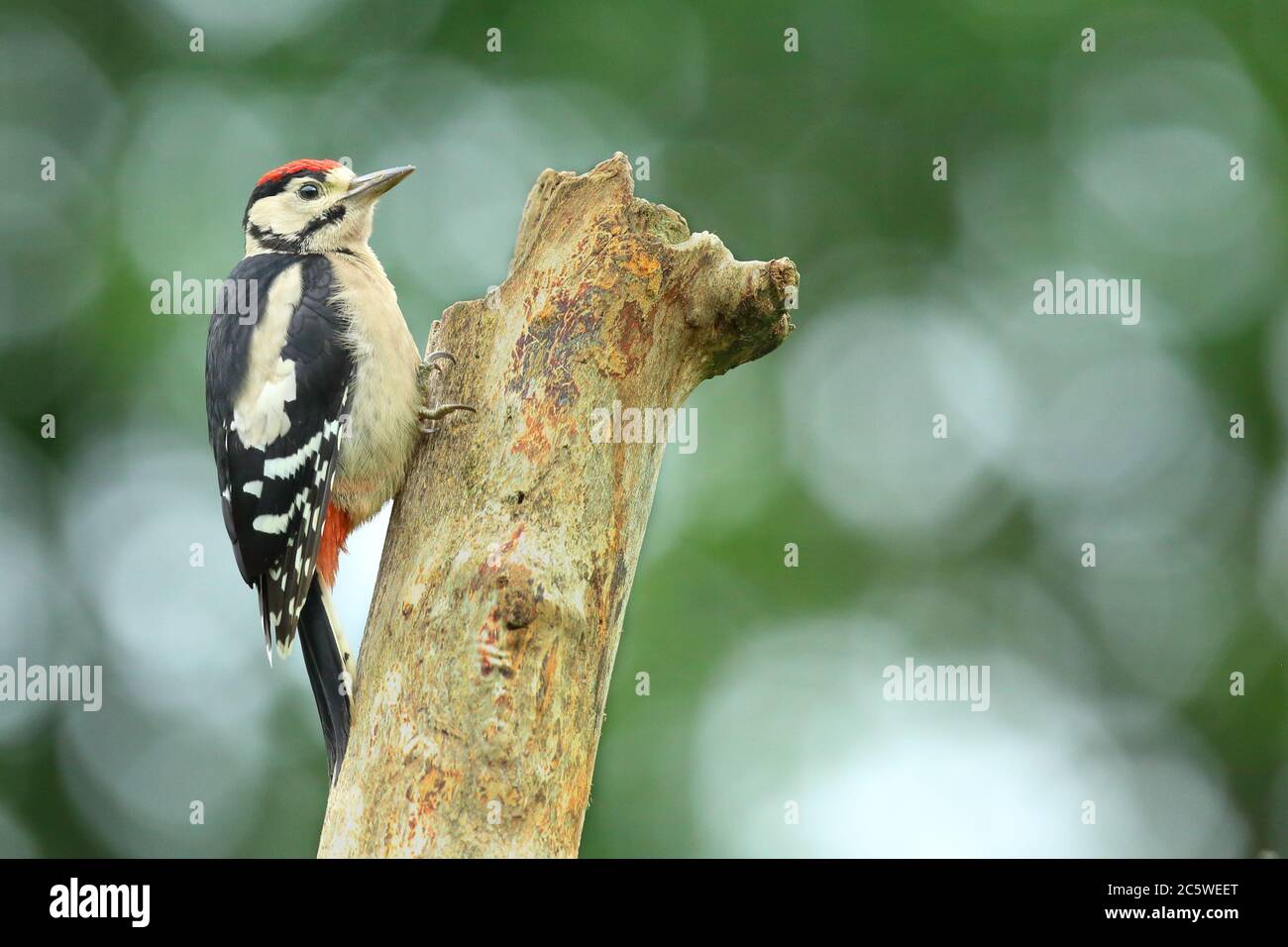 Juvenile Great Spotted Woodpecker (Dendrocopos major) climbing on tree stump, showing immature plumage. Green Oak Woodland background. June 2020 Stock Photo