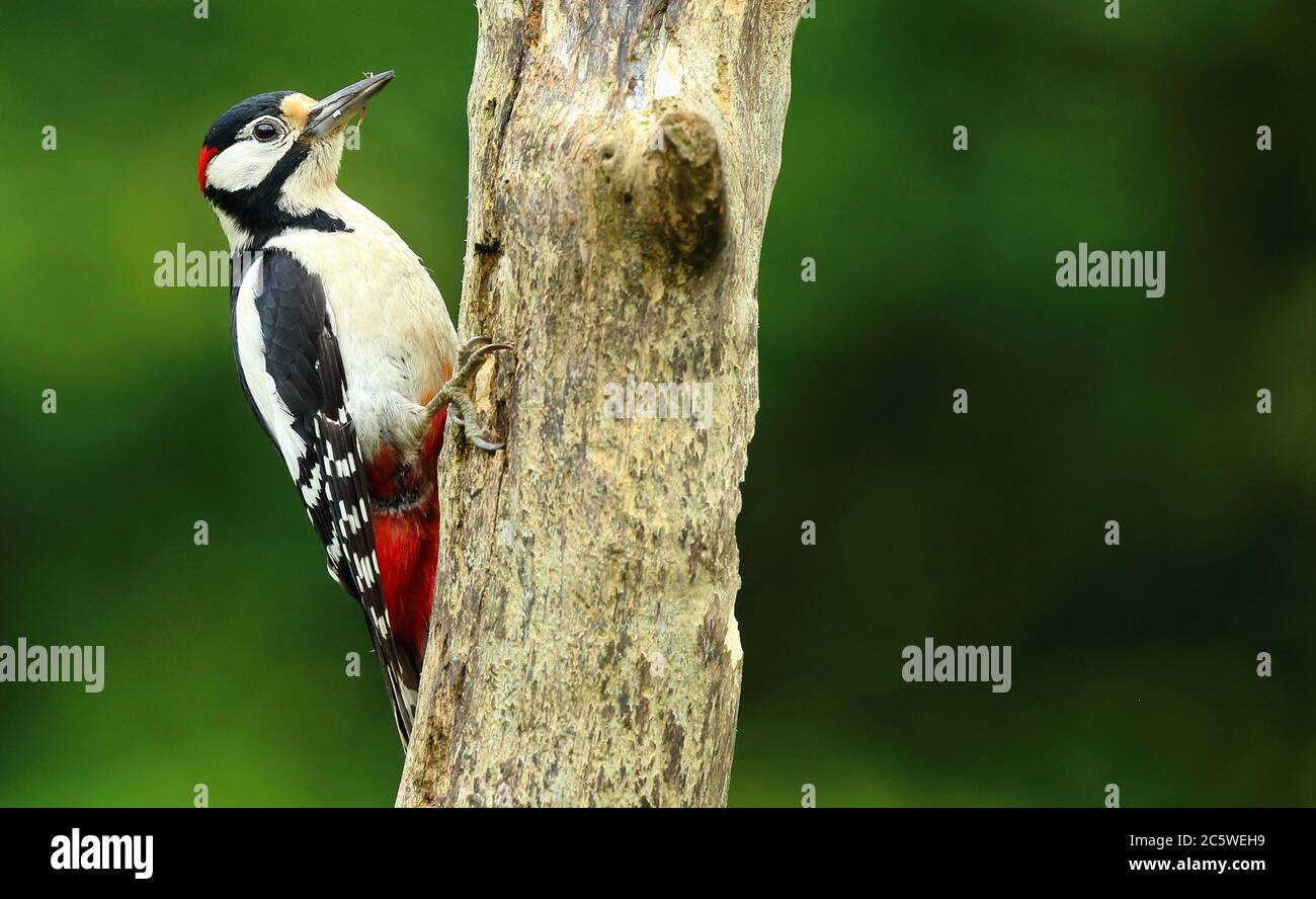 Adult Male Great Spotted Woodpecker (Dendrocopos major) climbing on tree stump, showing red nape marking. Green Oak Woodland background. June 2020 Stock Photo