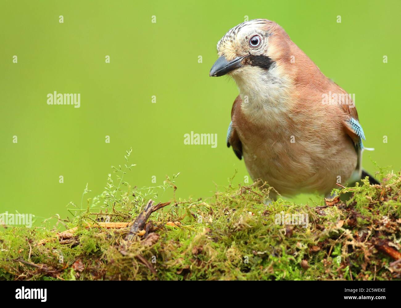 Eurasian jay bird uk hires stock photography and images Alamy