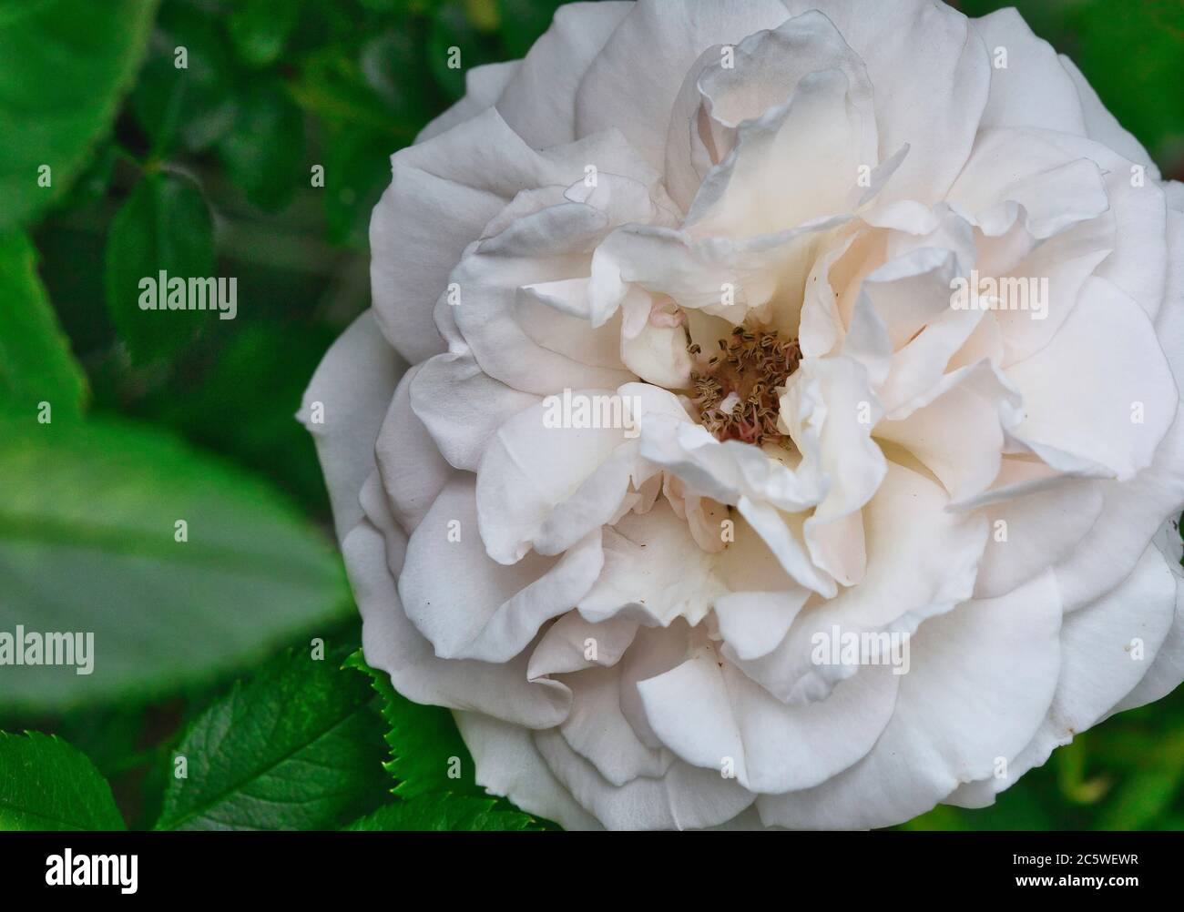 Close up photo of rose flower hi-res stock photography and images - Alamy