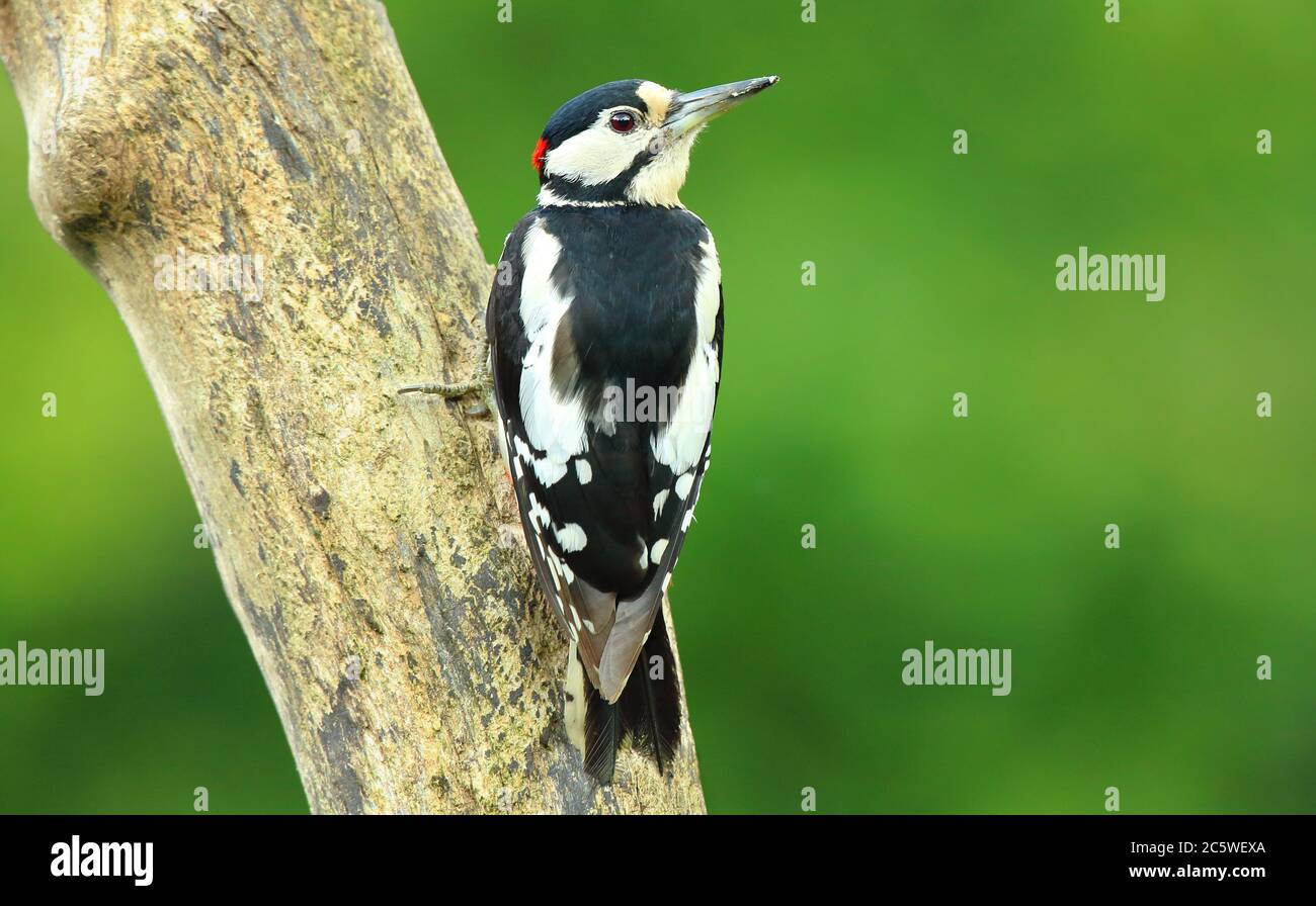 Adult Male Great Spotted Woodpecker (Dendrocopos major) climbing on tree stump, showing red nape marking. Green Oak Woodland background. June 2020 Stock Photo