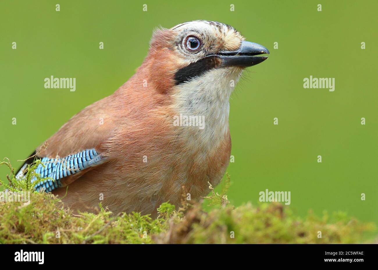 Eurasian Jay bird (Garrulus glandarius) on moss searching for food. Woodland, Staffordshire, UK.  June 2020. Stock Photo