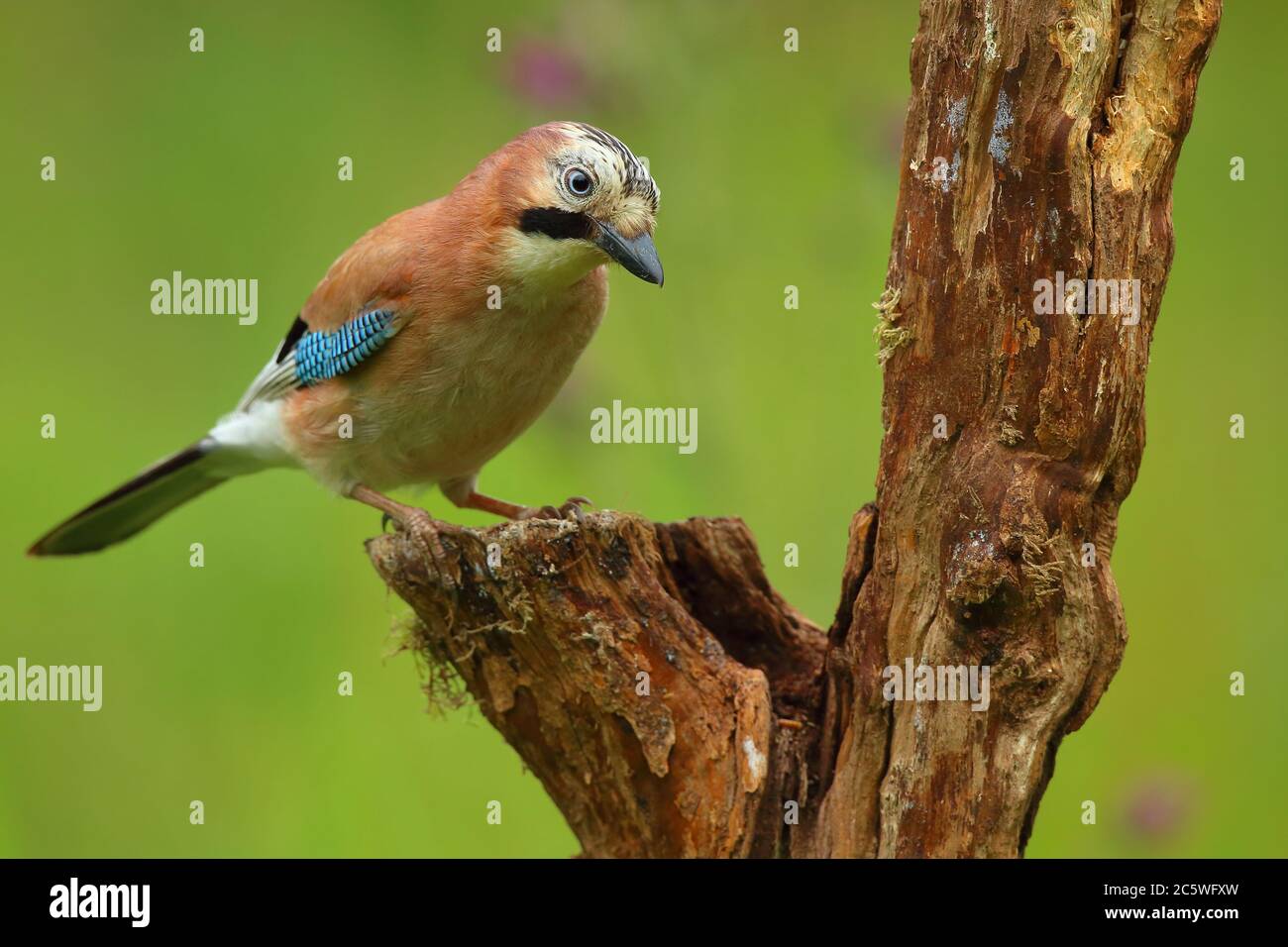 Jay bird uk garden hi-res stock photography and images - Alamy